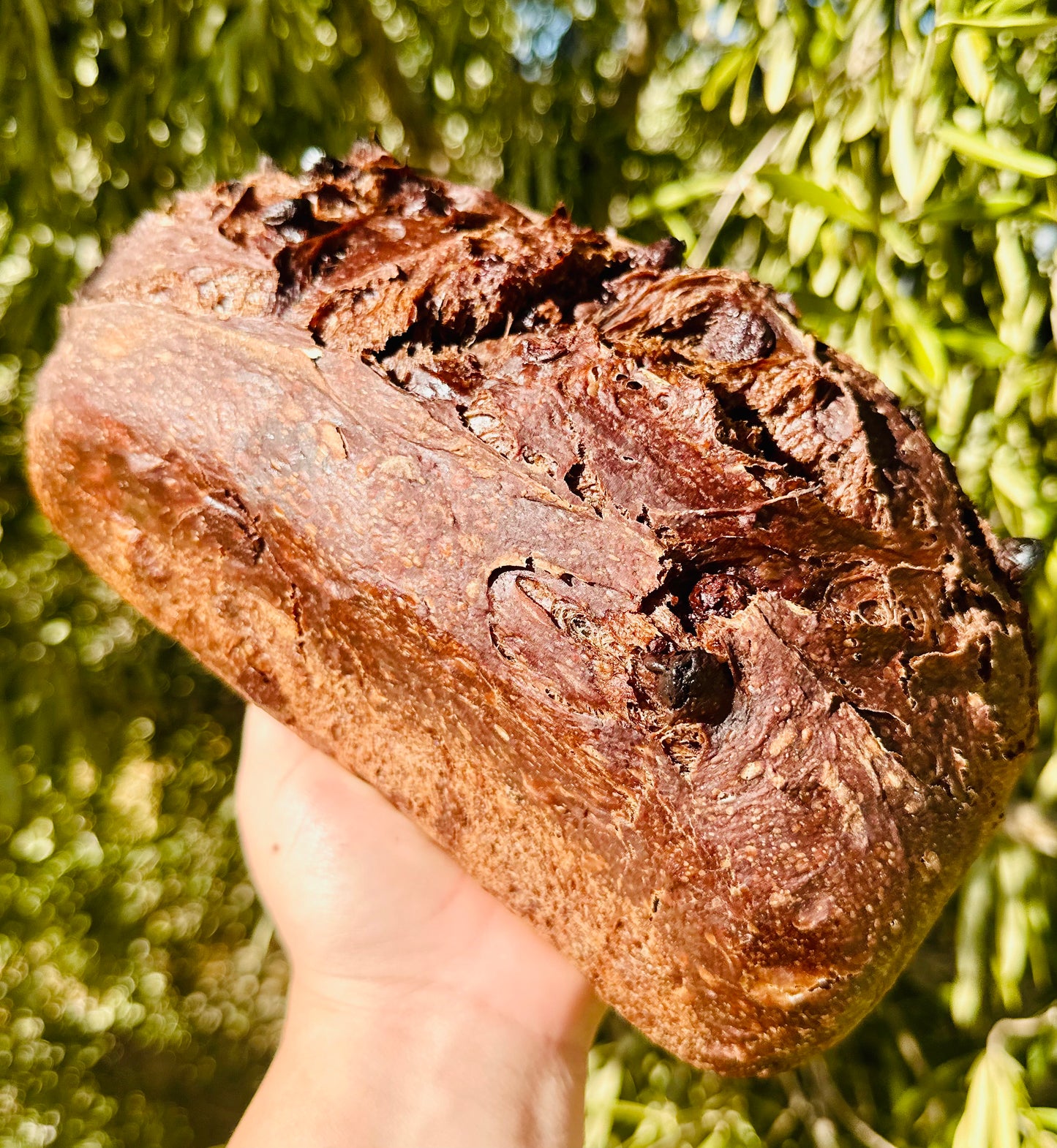 Double Chocolate Chip Sourdough